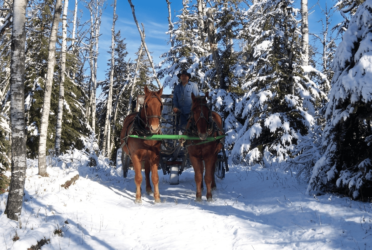 horse-drawn-sleigh-ride-through-a-snowy-forest Man driving a horse-drawn sled pulled by two brown horses through a snowy forest.
