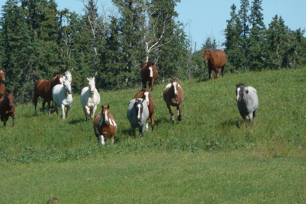 herd-of-horses-running-down-grassy-hill Herd of horses walking down a green hillside.