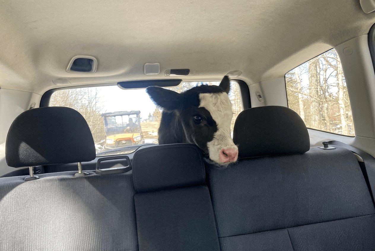 black-and-white-calf-in-car-backseat A small black and white calf sitting in the back seat of a car.