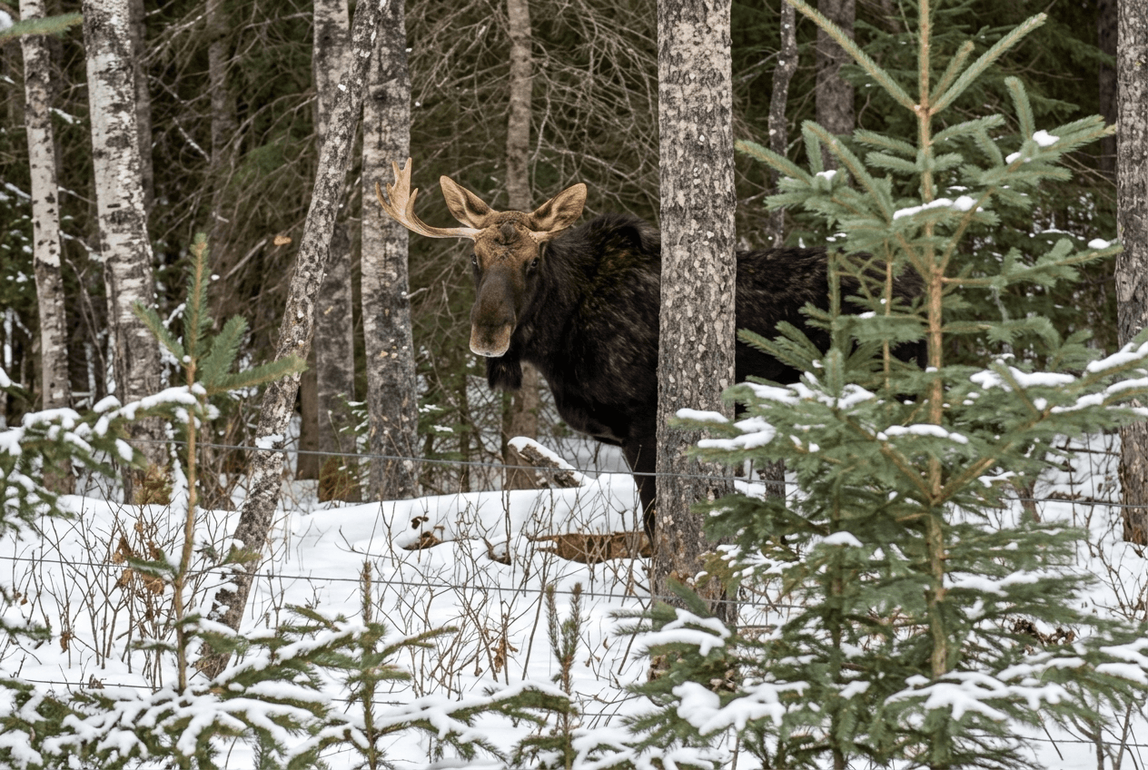 bull-moose-standing-in-snowy-forest A large bull moose standing among trees in a snowy forest.