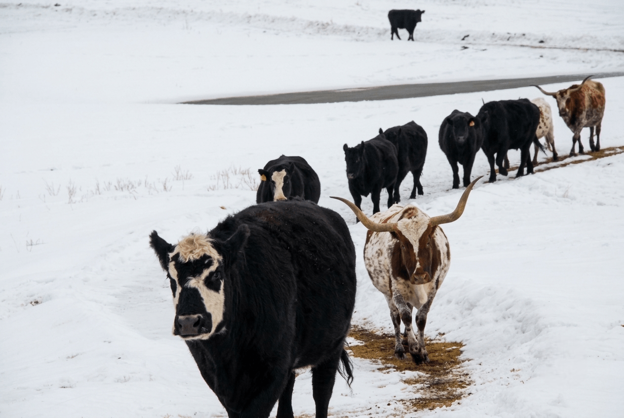 herd-of-cattle-and-longhorns-walking-in-snow A herd of black and brown cattle walks through a snowy pasture, led by a longhorn cow; the wintry scene feels quiet and rugged.