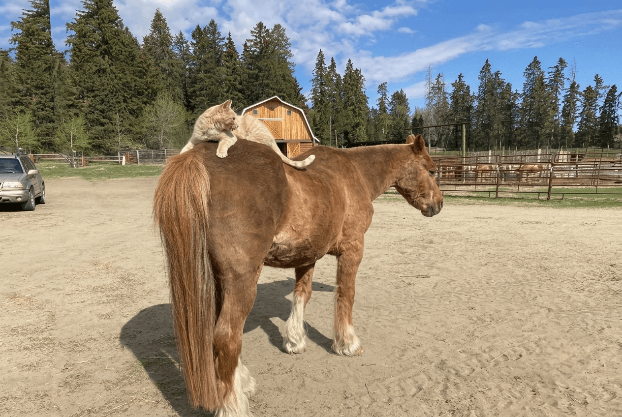 orange-cat-lying-on-brown-horse-back-at-farm Light brown horse with a cat sitting on its back in a ranch paddock.