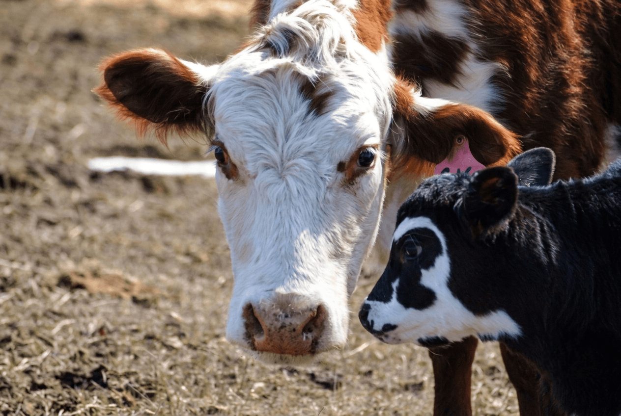 brown-and-white-cow-with-black-and-white-calf Close-up of a white and brown cow with a black and white calf.