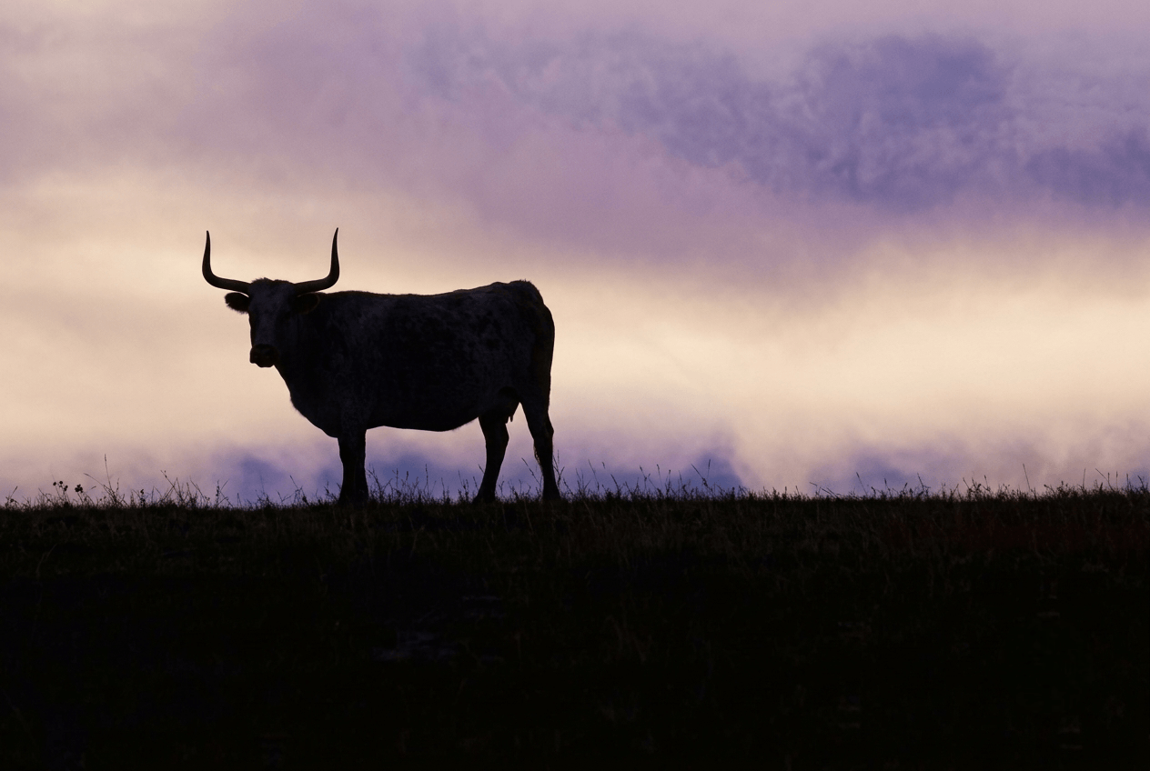 silhouette-of-longhorn-bull-at-sunset-sky Silhouetted longhorn bull stands on a dark ridge beneath a hazy purple and golden sunset, creating a quiet, dramatic rural scene.
