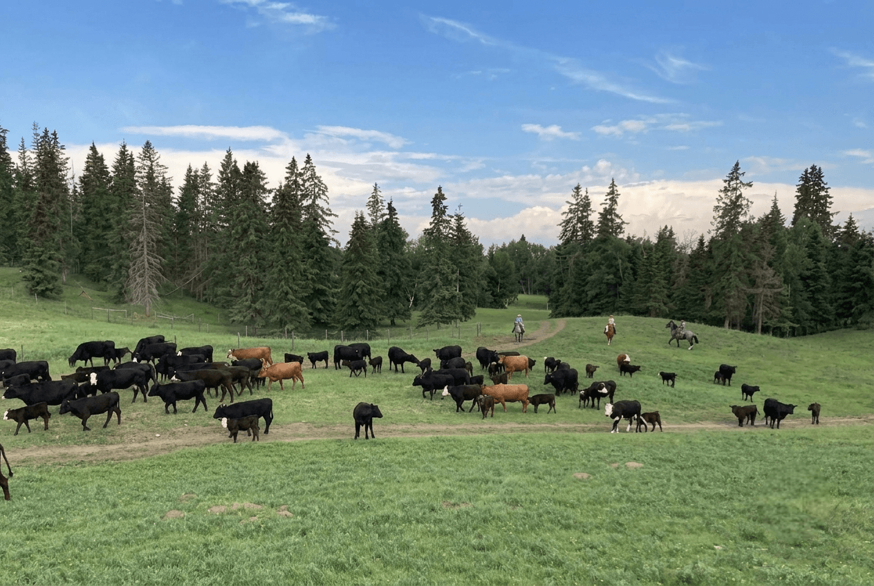 cattle-grazing-on-green-pasture-with-riders A herd of cattle grazing on a green hillside with horseback riders.