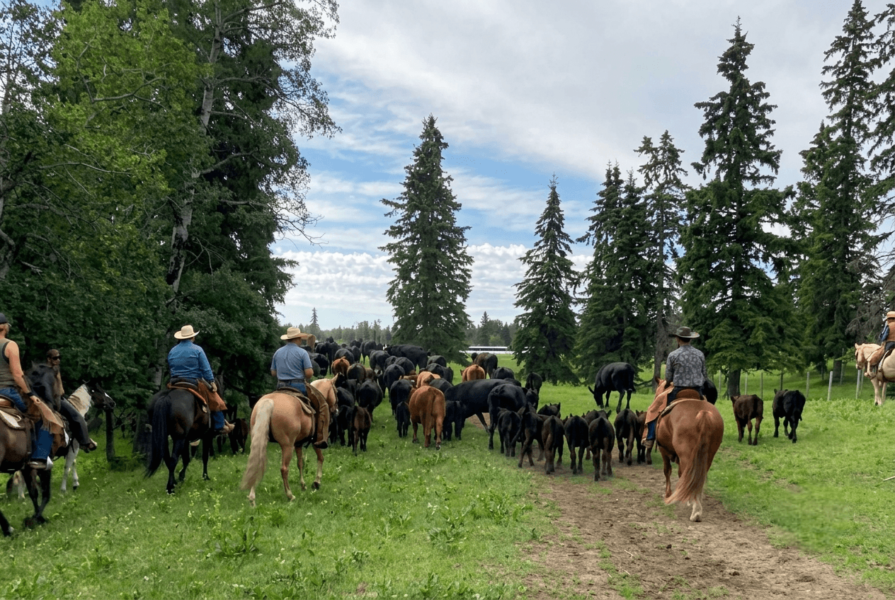 cowboys-herding-cattle-on-horseback-in-field Cowboys riding horses to herd cattle along a grassy path.