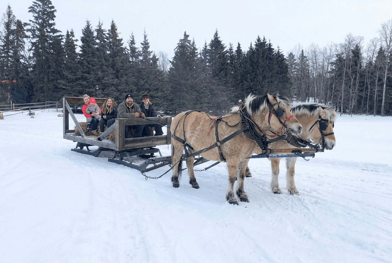 horse-drawn-sleigh-ride-in-snow People taking a horse-drawn sleigh ride through snow.