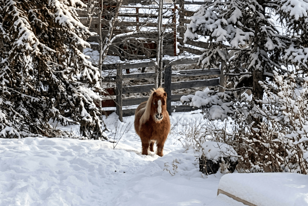 miniature-horse-standing-in-snow A small brown miniature horse standing in snow near pine trees.
