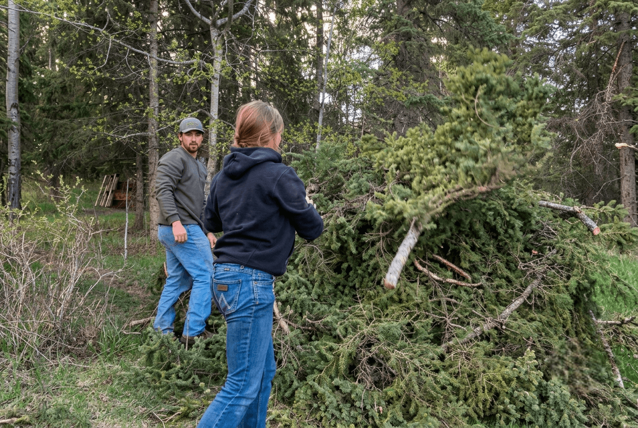 people-piling-brush-and-pine-branches Two people throwing pine branches onto a large brush pile in the woods.