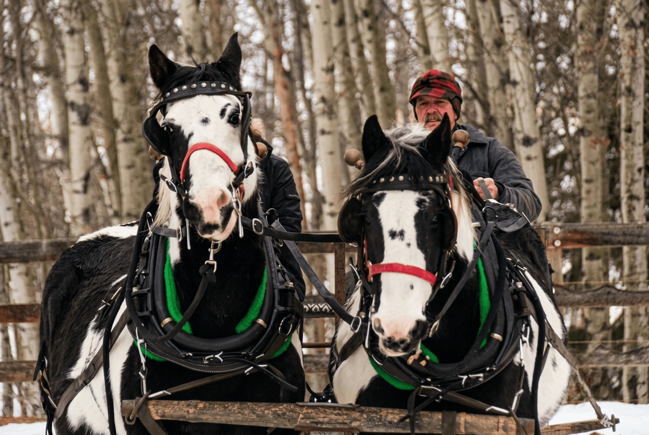 team-of-pinto-draft-horses-in-harness A pair of black and white pinto horses wearing harness gear.
